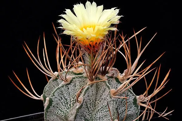 Козерогий (Capricorne)