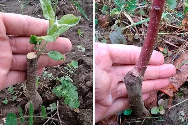 саженец Выбор саженца20