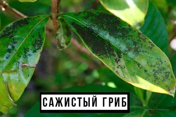 Сажистый гриб фикус ретуза14