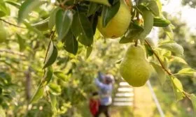 сбор урожая груш