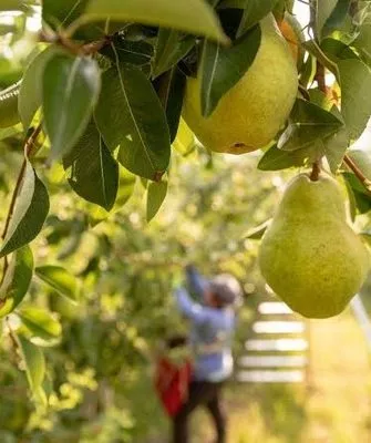 сбор урожая груш