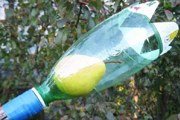 самодельный плодосборник для съёма груш