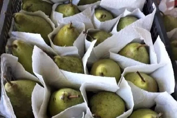 храните груши в ящике с бумагой