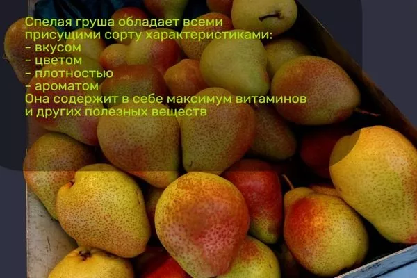 признаки спелой груши