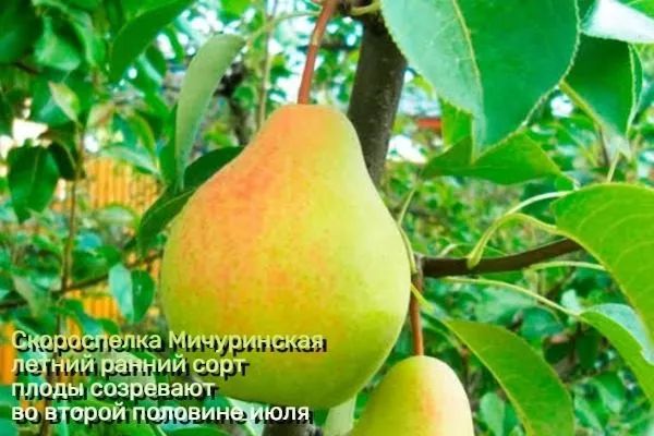 сорт Мичуринская скороспелка