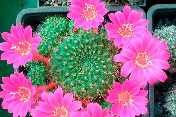 Фиолетовоцветковая (Violaciflora)