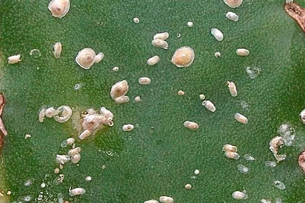 Щитовка Азтекиум17