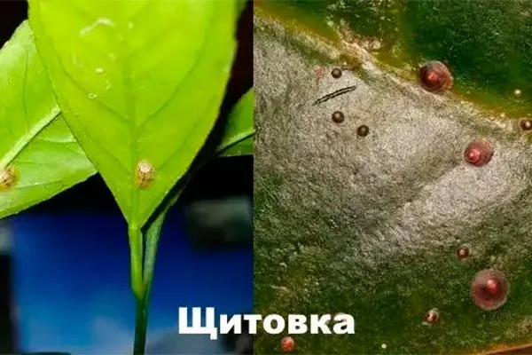 щитовка Фикус лиролистный бамбино2