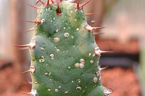 Щитовка Мини кактусы45