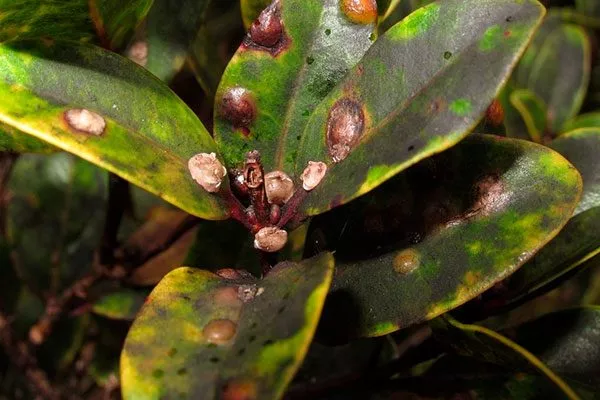 Щитовка Вариеготные фикусы30