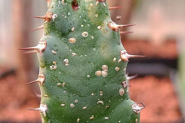 Щитовка Заболевания кактусов32