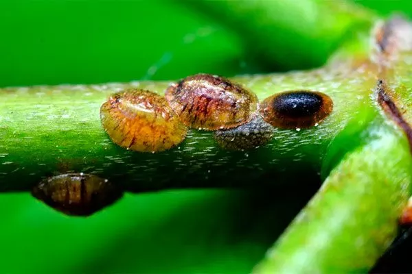 щитовкаОшибки выращивания1