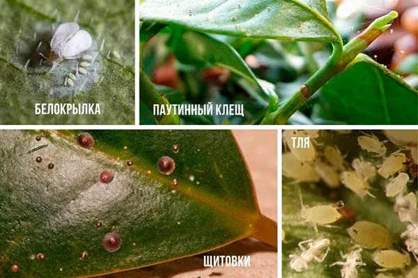 Щитовки, паутинные клещи и трипсы усыхают листья10