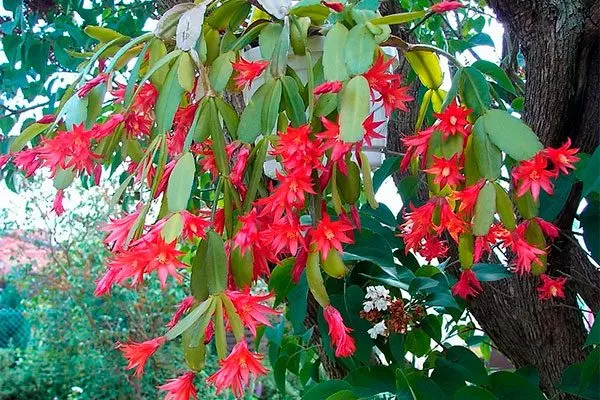 Schlumbergera Эпифитные кактусы5