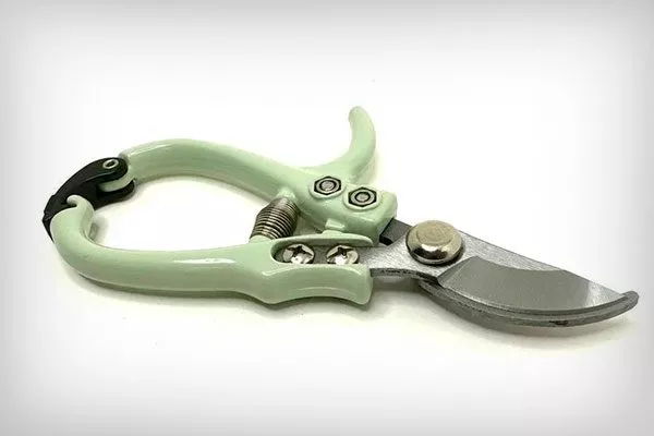 секаторы Как правильно обрезать кактусы25