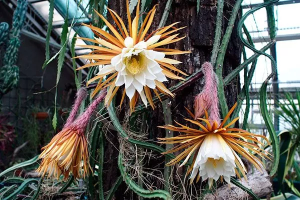 Селеницереус Эпифитные кактусы20