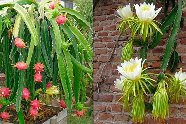 Селеницереус и Гилоцереус Эпифитные кактусы19