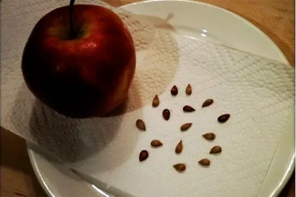 семечки яблока Выращивание из семян25