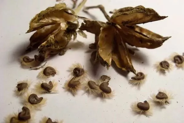 семенами место посадки гибискуса15