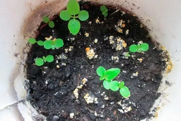 Семенное размножение фикус ретуза15