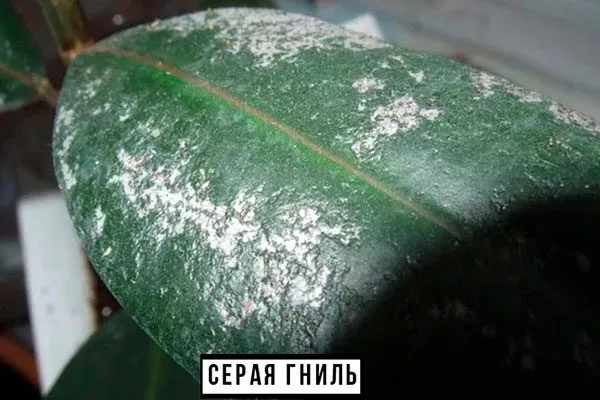 Серая гниль Фикус бенджамина45