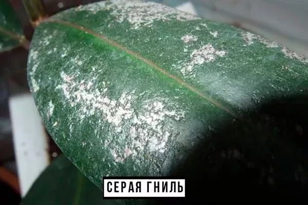 Серая гниль фикус ретуза16