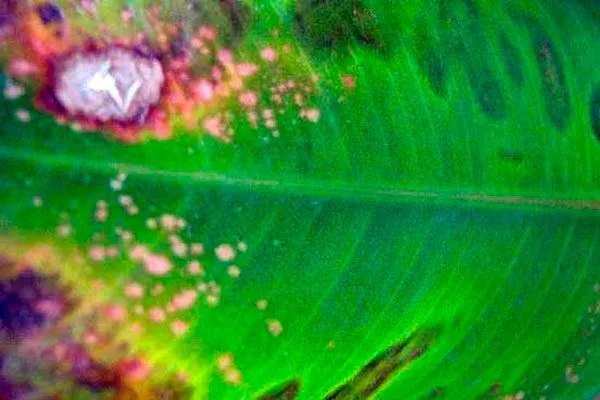 Серая гниль Вариеготные фикусы26