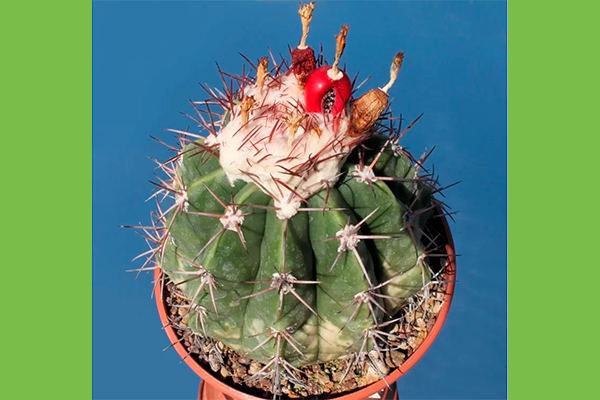 серо-голубой Виды мелокактусов33