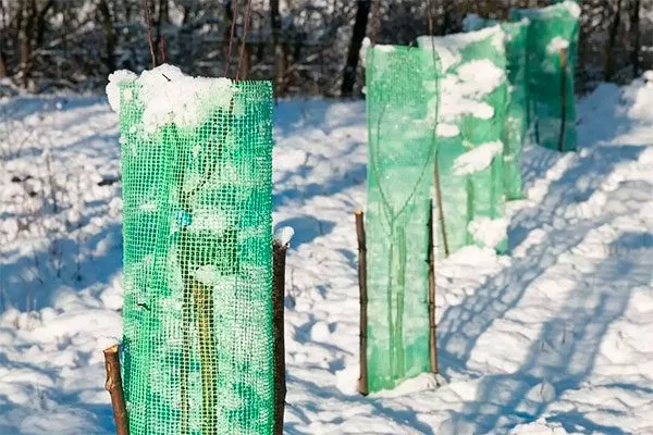 Сетка Зимовка яблони19