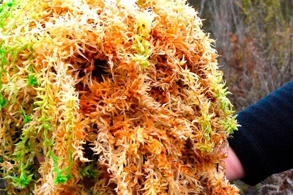 Сфагновый мох Зимовка яблони25