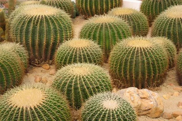 Шаровидные температура влияет на рост кактусов9