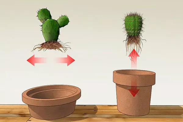 широкий, но неглубокий горшок с обязательными дренажными отверстиями Виды мелокактусов35