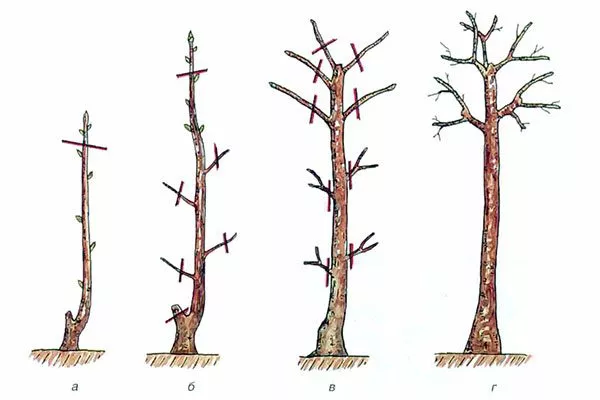 Штамбовая форма2 крона яблони45