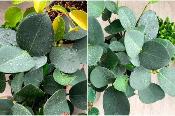 Сильвер Плат Самые необычные18