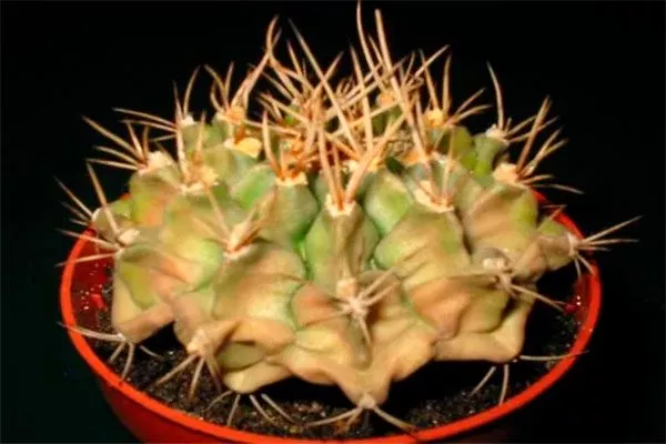 Симптомы ожогов у кактусов ожоги у кактуса8