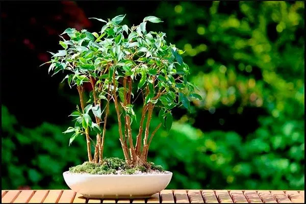 Символизм фикуса и его значение в философии фен-шуй правила перемещения фикуса13