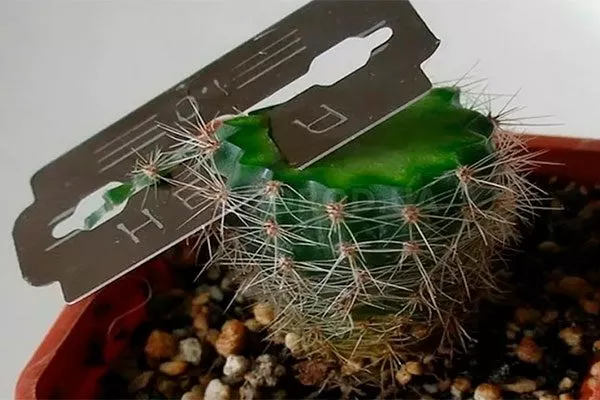 Как правильно обрезать кактусы и формировать их крону?