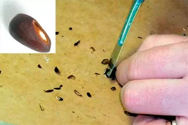 Скарификация Гибизкус из семян12