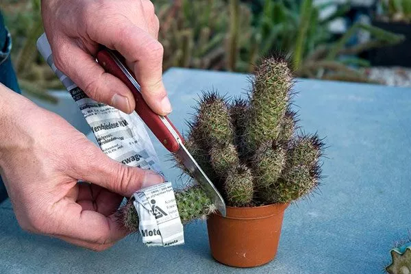 складной нож или острый секатор Мини кактусы39