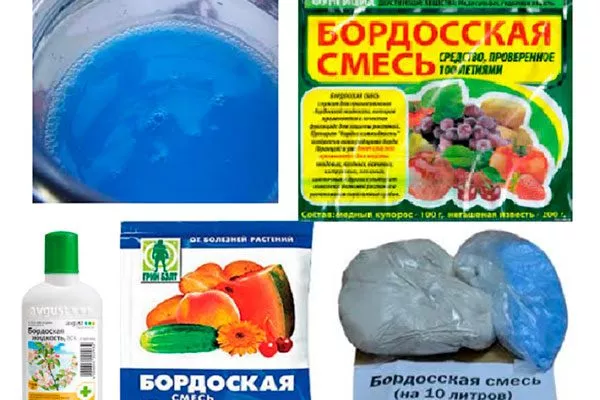 слабым раствором марганцовки или бордоской смесью пятна на листьях12