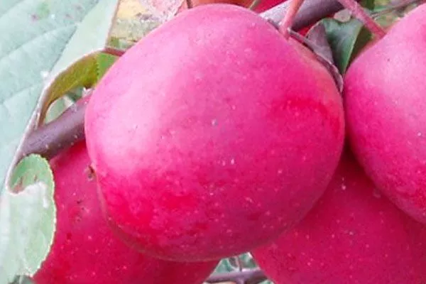 Сласть алая