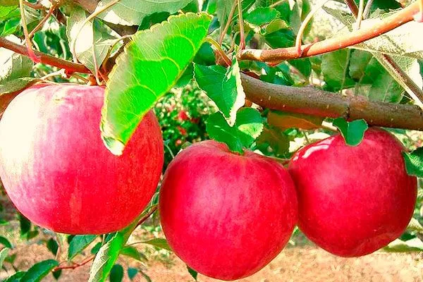 Слава победителям Посадка яблони65