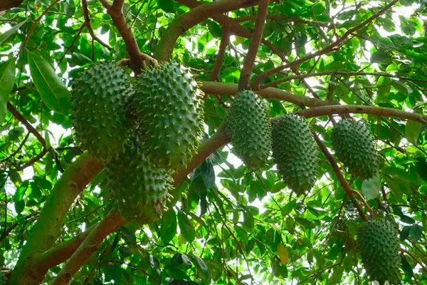 Сметанное яблоко-min сорта яблок с необычной формой32