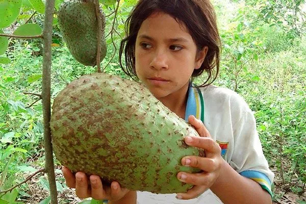 Сметанное яблоко3 сорта яблок с необычной формой34