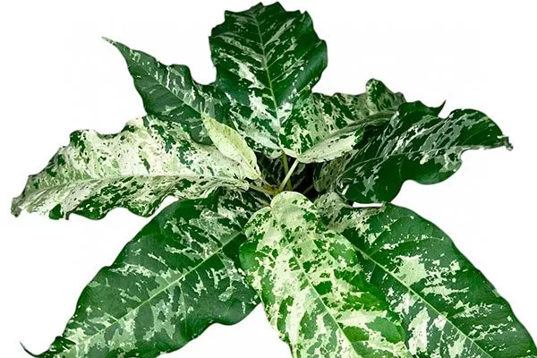 Снежный шторм Самые необычные19