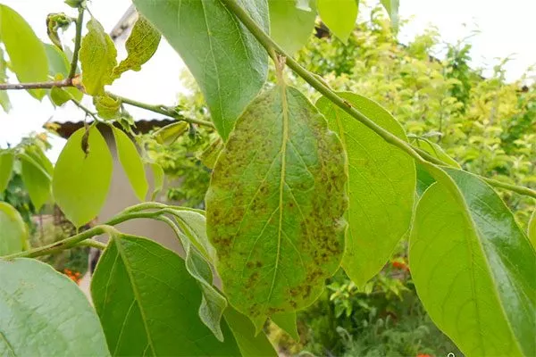 сохнут листья усыхают листья9