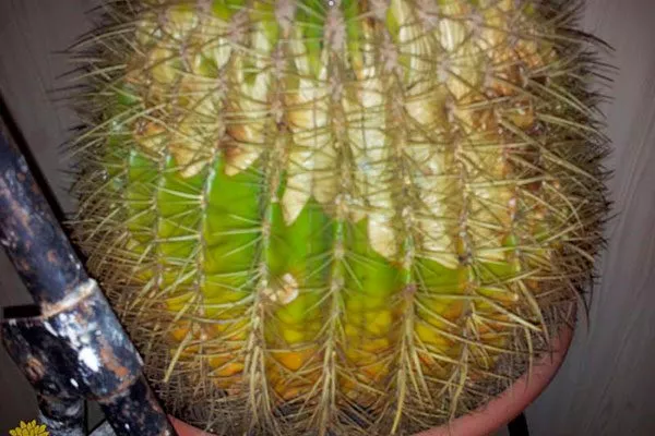 Солнечные ожоги Кактус повял13