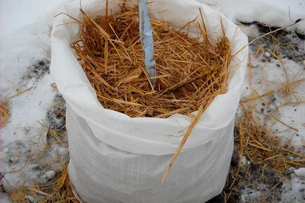 Солома Зимовка яблони20