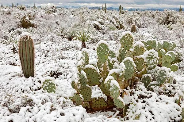 состояние покоя2 Как правильно обрезать кактусы29