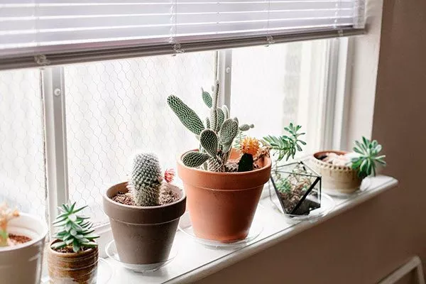 создание тени ожоги у кактуса9